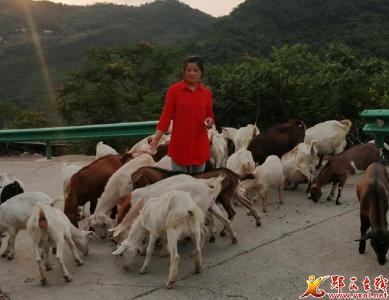 【脱贫故事】两代羊倌共筑致富路