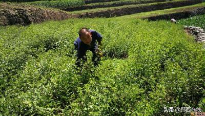 【脱贫故事】周启财：种植药材奔致富路