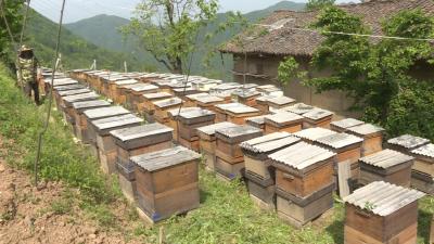 「决胜全面小康·决战脱贫攻坚」余泽奎：“蜂”回“路”转南山坡    
