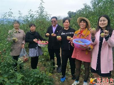 上津镇磨沟村冬桃果香四溢