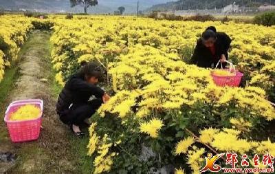 六郎乡金丝皇菊助民增收