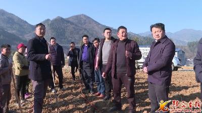 正月农时紧 香口种茶忙