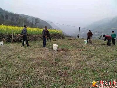 郧西县夹河镇：发展林果产业 助推乡村振兴