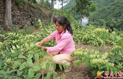 金银花开“金银来”