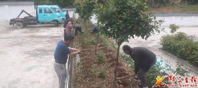 槐树福利院：芒种播新豆 菜园开新花
