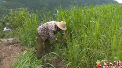 夹河镇：当好服务企业金牌“店小二”