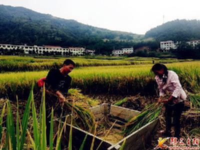 郧西县关防乡千亩富硒冷水稻下镰收割喜获丰收