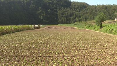 河夹东寺村抢墒种植蔬菜