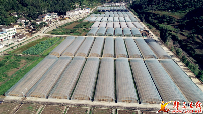 香口乡上香口村：党建引领助力“菜篮子”工程