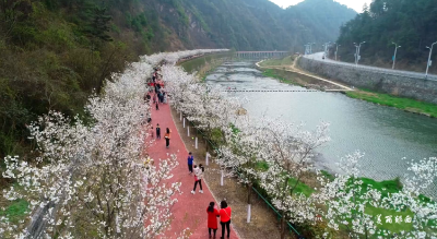 天河花海 “樱”约而来