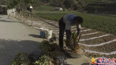 郧西各地春季抢墒栽茶忙