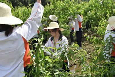 郧西：桃园里的劳动实践课