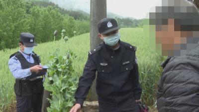 罂粟当菜 郧西警方现身说法铲除毒品原