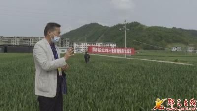 我县小麦赤霉病防治全面铺开