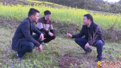 郧西县羊尾镇大力发展中药材产业