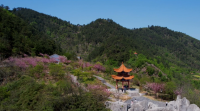 天河四月  樱花烂漫