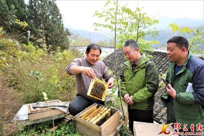 六郎乡康家梁：逐梦养蜂人 幸福有“蜜”方