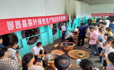 科技帮扶助力我县茶产业发展