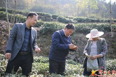 七夕茶业：推动企业融合发展 助力美丽乡村建设