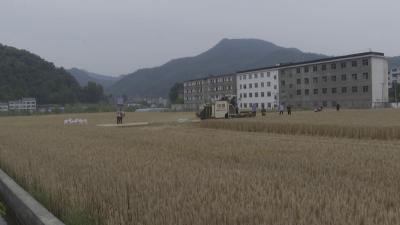 郧西：今夏小麦总产将超过3万余吨