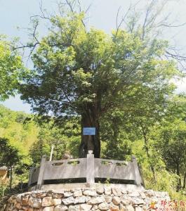 我县为1382棵古树“确身份上户口”