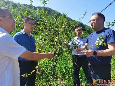 郧西：连翘“连”通幸福路