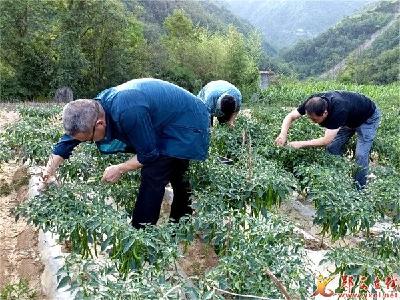 县疾控中心：助农卖菜解民忧