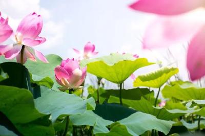 暑热炎炎，何以消夏？一起“穿越”回古代看看→