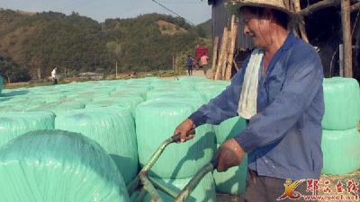 县茂源牧草专业合作社把秸秆变成青贮饲料助群众增收