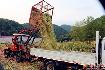 县畜牧兽医中心组织企业收购玉米秸秆助农抗旱保收