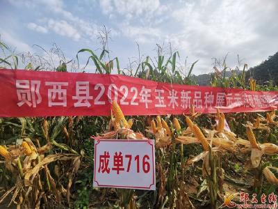 郧西：举办玉米新品种展示示范观摩会