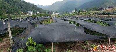 我县今年已完成山桐子育苗2000亩