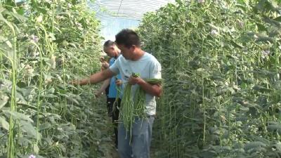 抢种蔬菜6万余亩！郧西县提稳群众“菜篮子”