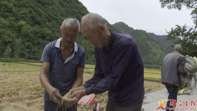 郧西：各地农民“丰收节”里迎丰收