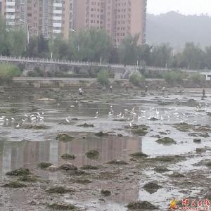 郧西：天河湿地成为鸟儿栖息乐园