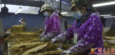 郧西：烟叶收购结束 烟叶综合效益稳中向好