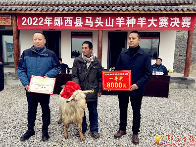 全县2022年马头山羊种羊大赛成功举办