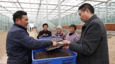 观音镇科学育苗助春耕