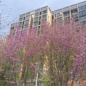 最是一年春好时 满城花开艳郧西