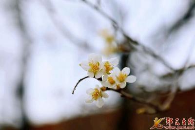 樱桃花开春意浓 踏青赏花正当时