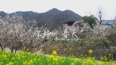樱桃花开春意“闹”