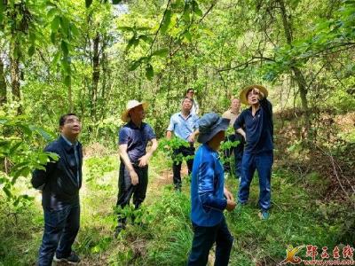 我县邀请省林业专家开展国有林场森林经营培训