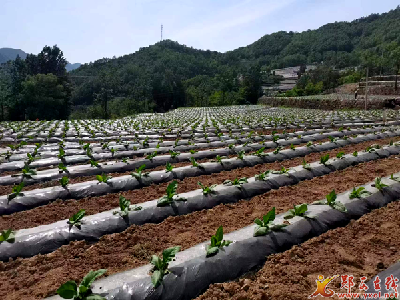 郧西：烟叶合作社托起烟农“致富梦”