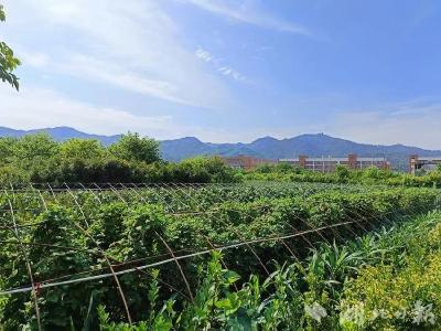 城关镇壮大“菜篮子”撑起群众“钱袋子”