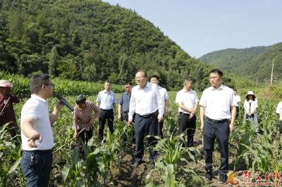 查宏：扛稳粮食安全重任 确保夏粮丰产丰收颗粒归仓