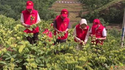 店子镇：大力培植中药材品牌 夯实产业发展根基