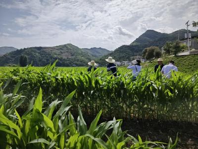 十堰郧西：精细化田间管理保秋收