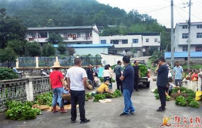 我县65万余株山桐子幼苗进行首轮移栽