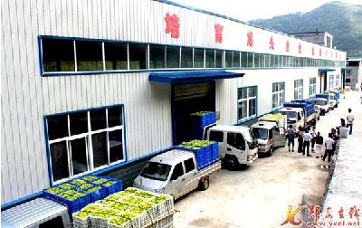“订单经济” 实现农企双赢