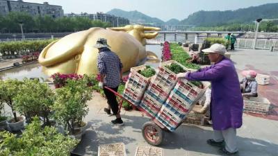 十堰郧西：20万盆鲜花扮靓县城迎七夕